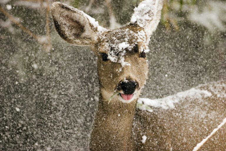 Is It Illegal to Feed Deer in New York State