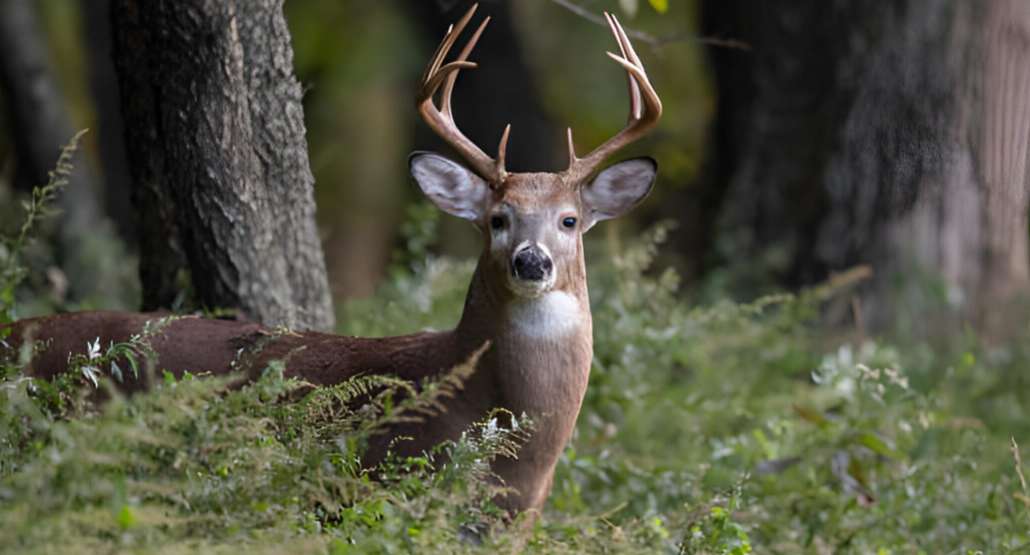 Kansas Deer Season 2024-2025