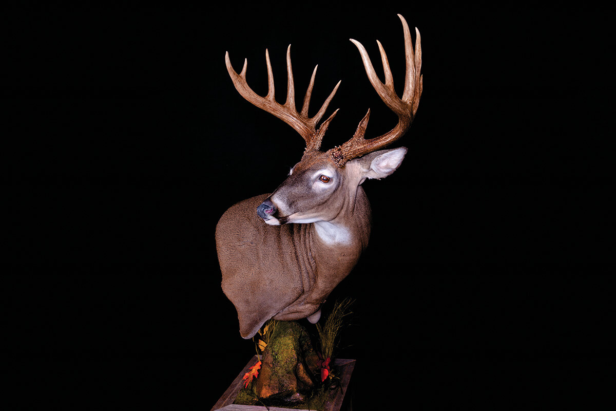 Kentucky Whitetail Deer Records