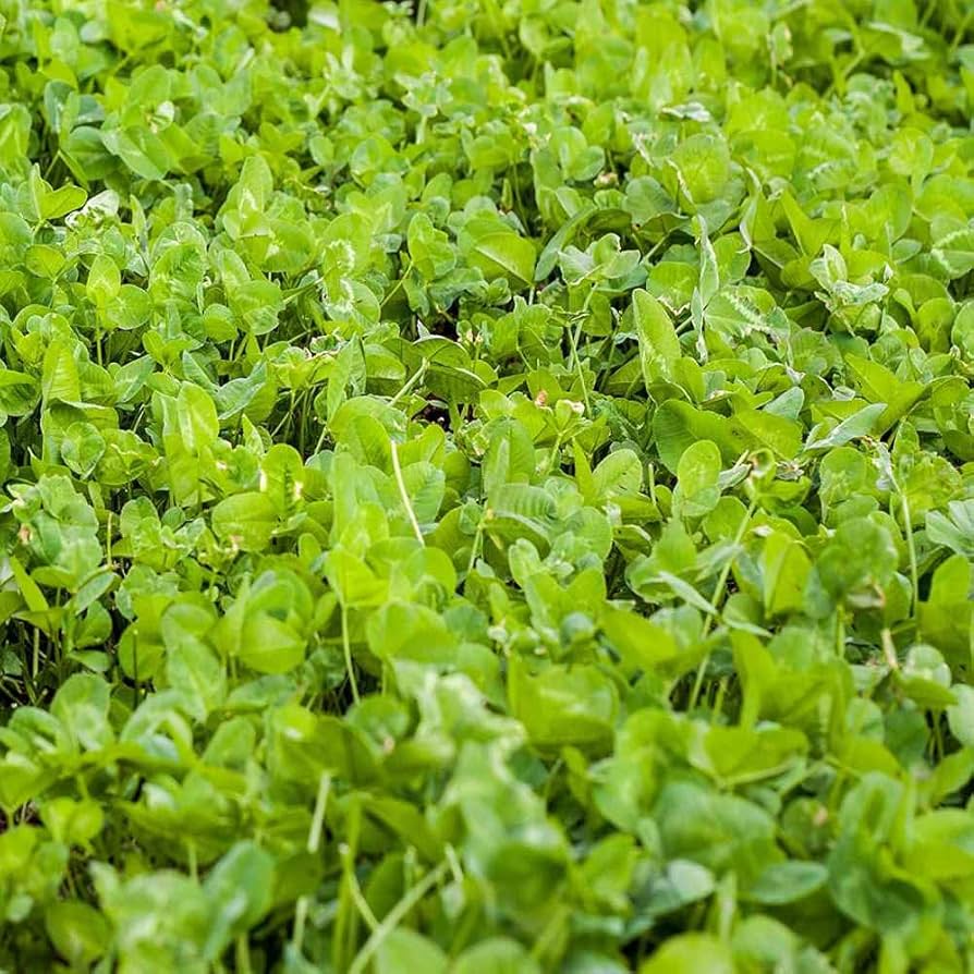 Perennial Clover Seed for Deer