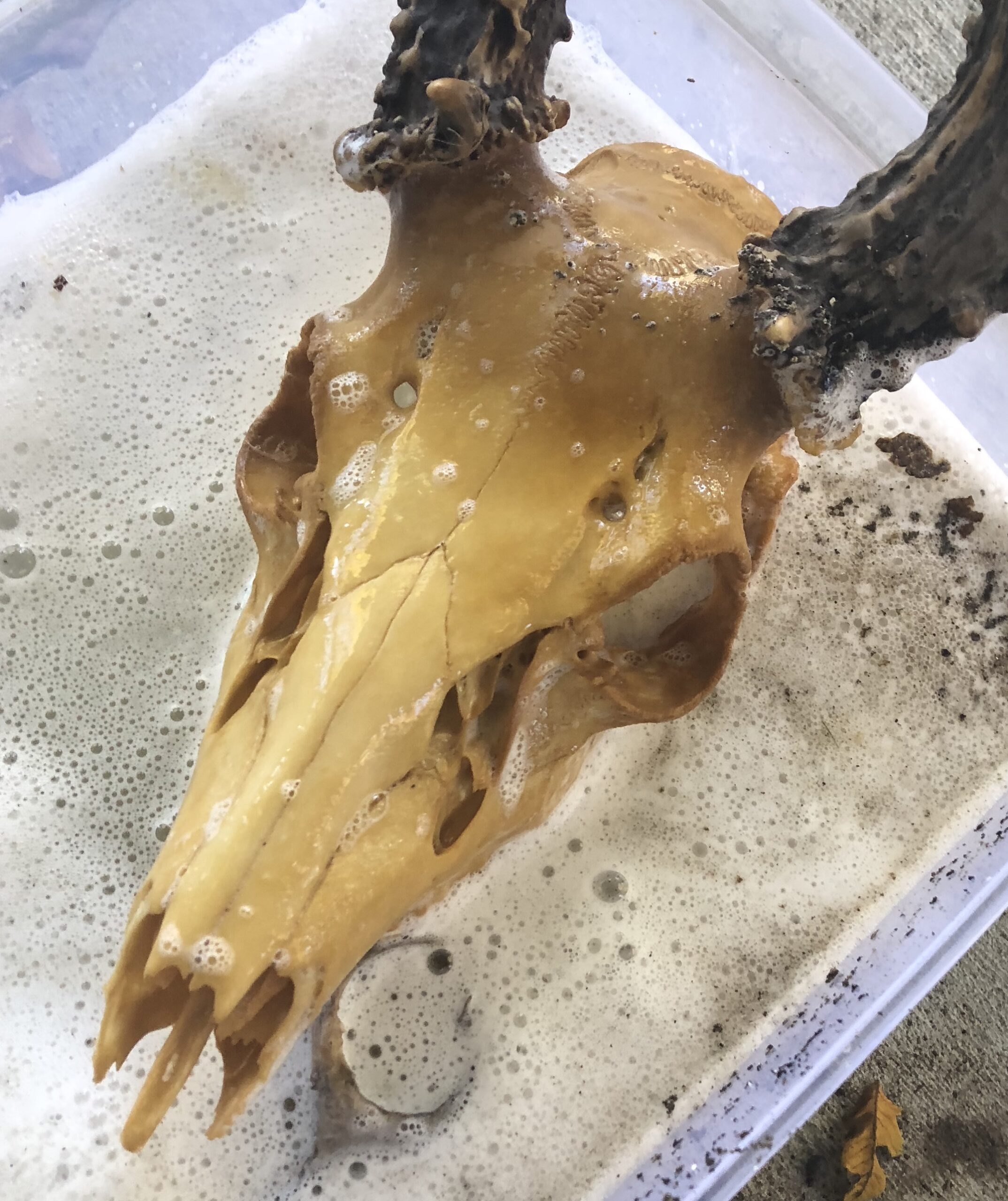 Peroxide for Deer Skull Bleaching