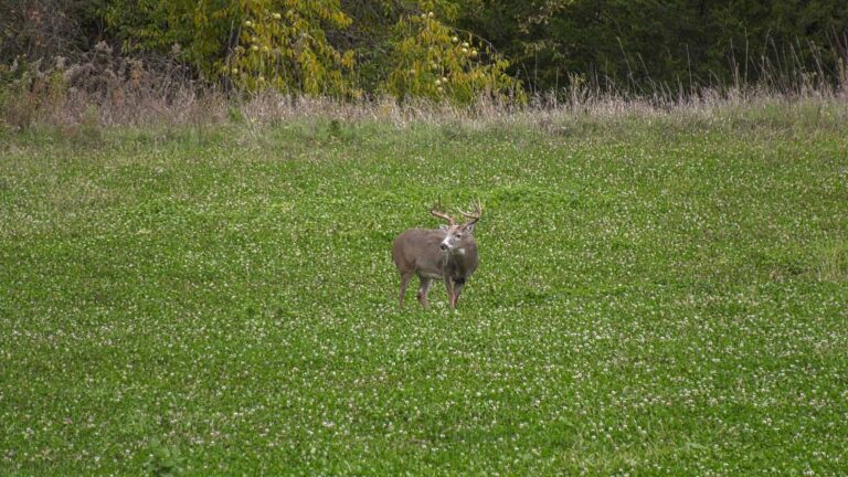 Planting Clover for Deer Food Plots