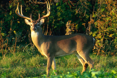 Texas Parks And Wildlife Whitetail Deer Season