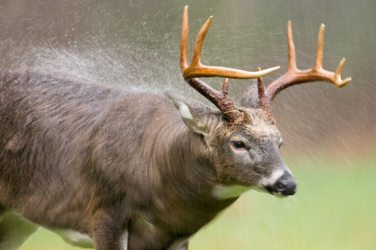 What Do Deer When Rains