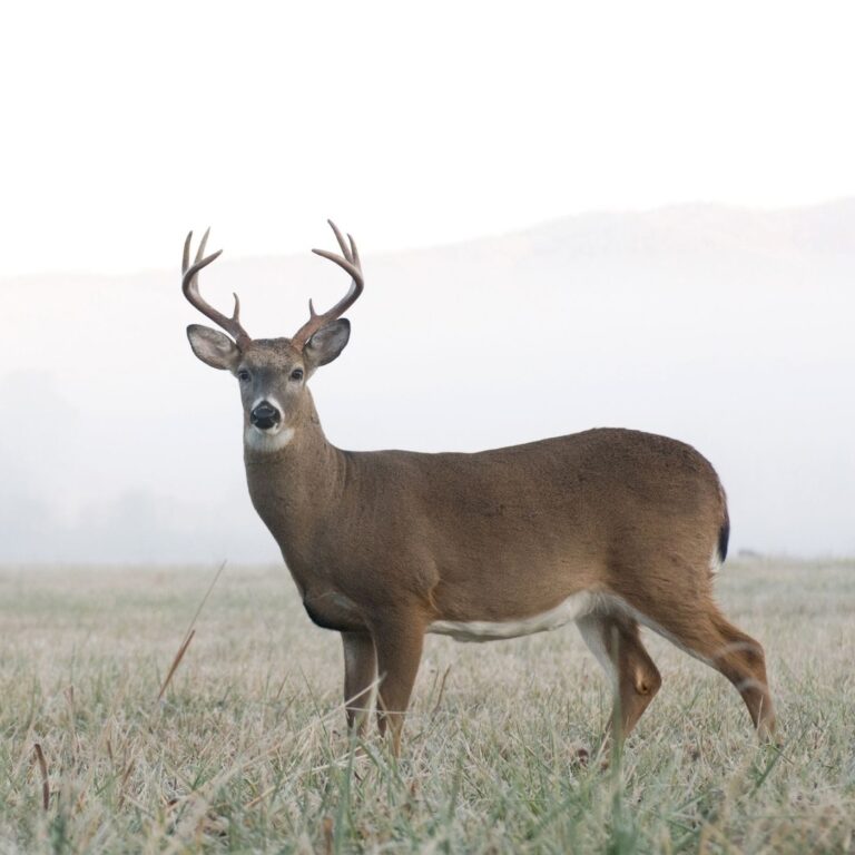 What Do Whitetail Deer Look Like