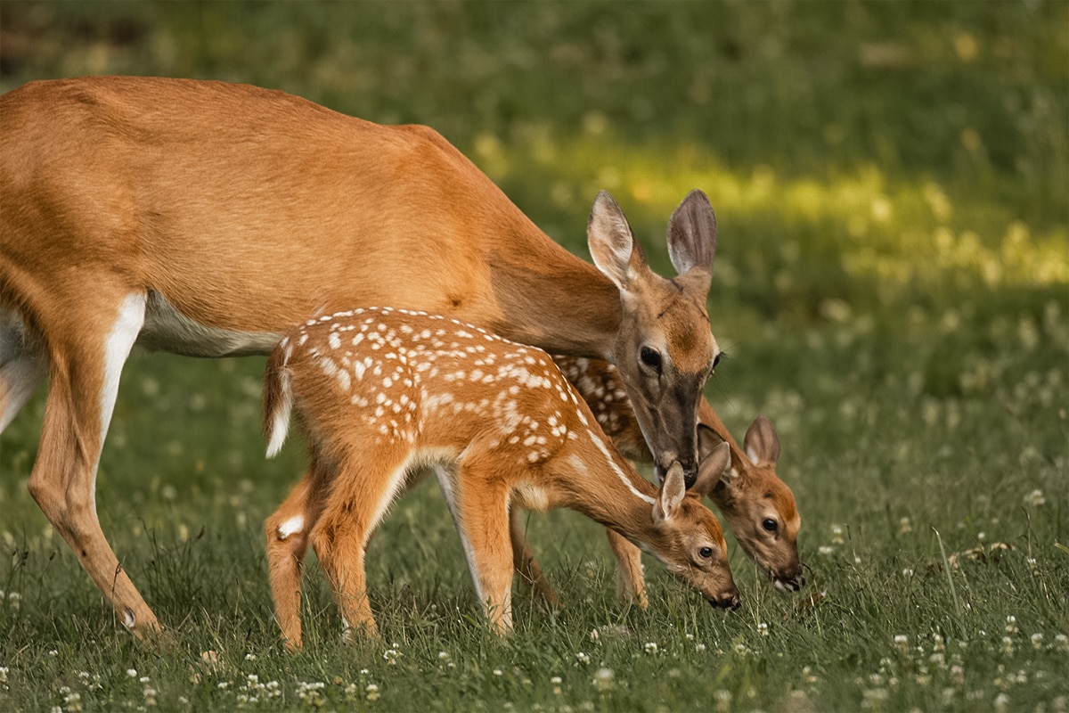 What is the Gestation Period for Whitetail Deer