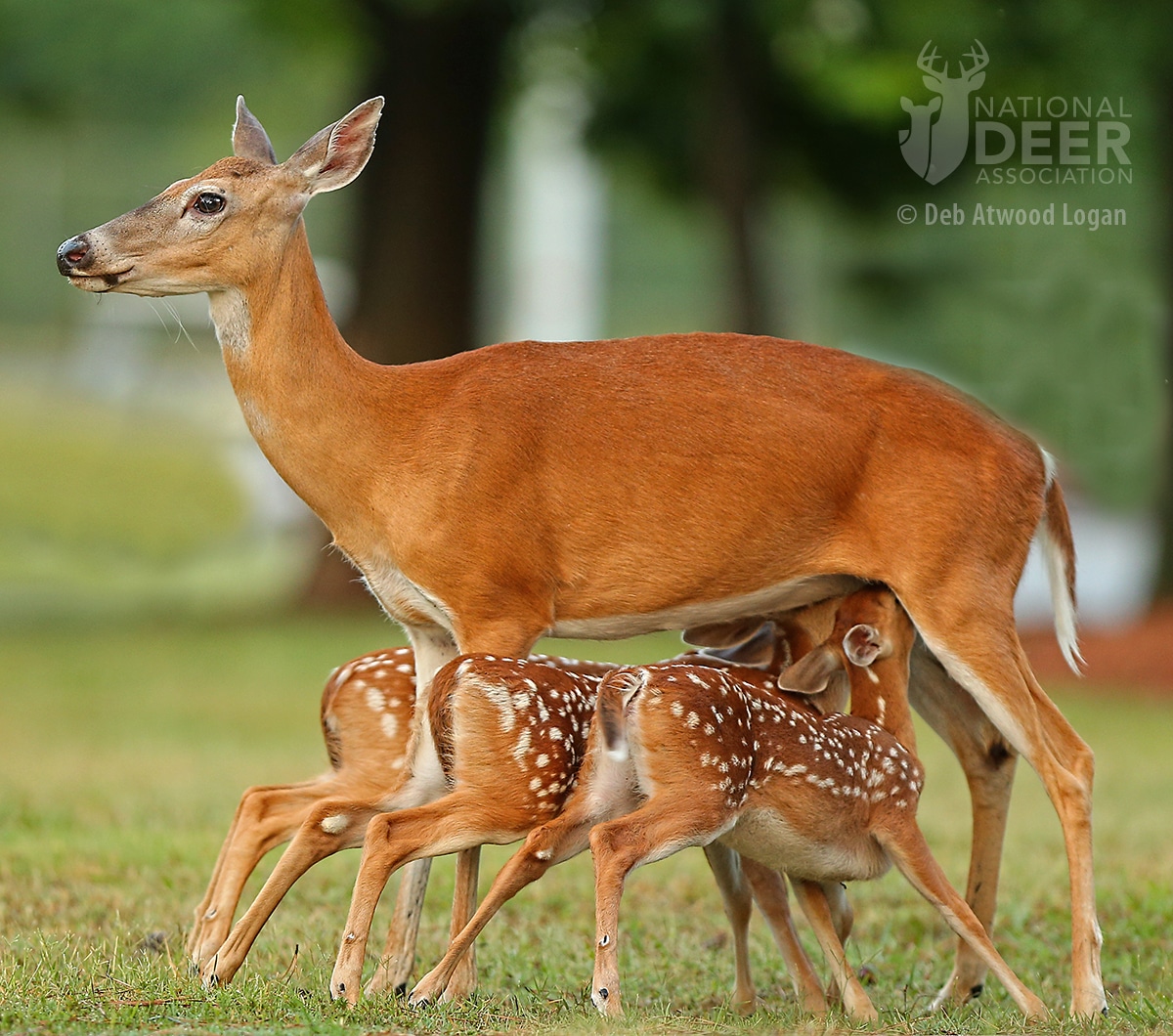 When are Most Fawns Born