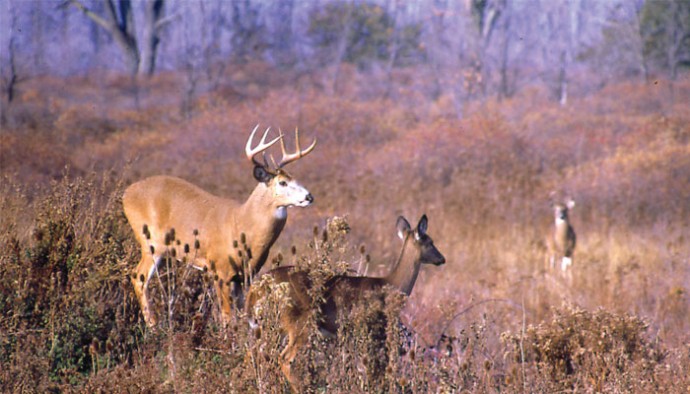 When Do Deer Shed Their Antlers in New York