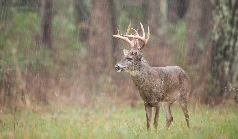 When Do Whitetail Deer Move