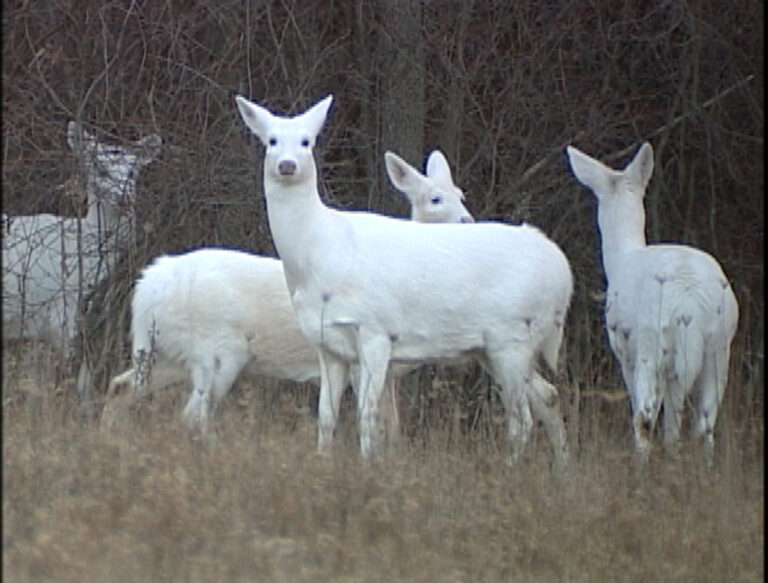 White Deer New York