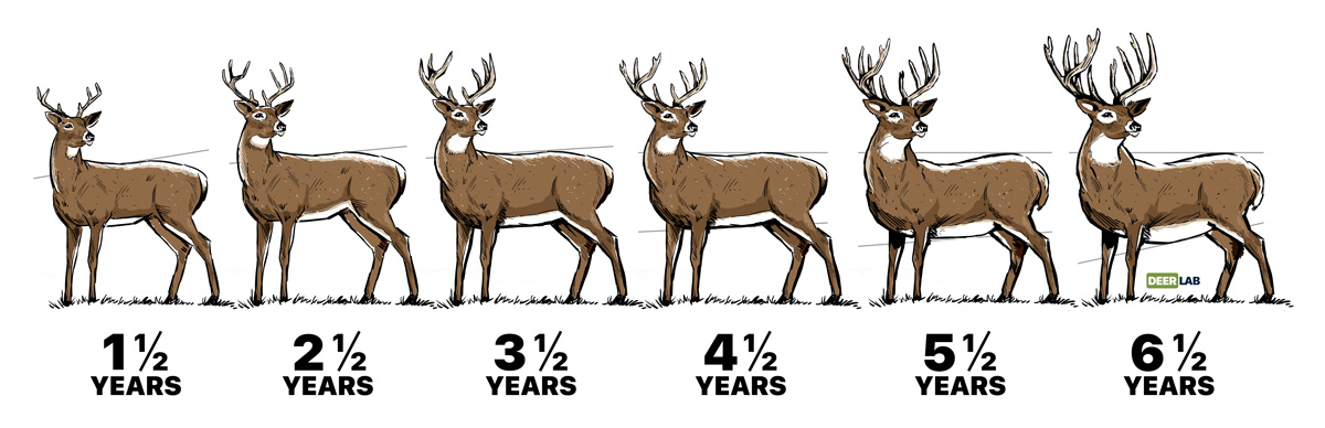 Whitetail Deer Antler Size Chart